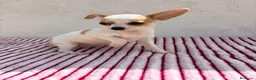 Chihuahua perros en venta: Hembra Chihuahua toy  - Anuncio 3