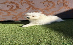 Raza Mixta perros en venta: Maltipom - Imagen 1