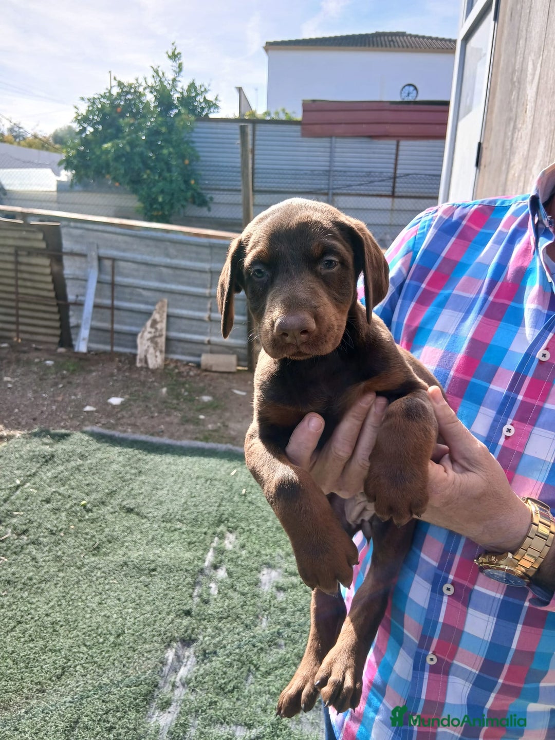 Dobermann perros en venta: Doberman  - Anuncio 6