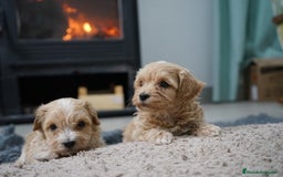 Maltipoo perros en venta: 🐾 Kepy & Harry – Maltipoo crema suave 🌾✨ - Anuncio 7