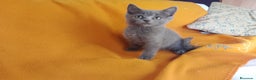 Británico de Pelo Corto gatos en venta: Adorable hembra Britthis blue  en Madrid - Anuncio 1