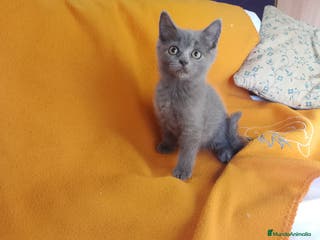 Británico de Pelo Corto gatos Adorable hembra Britthis blue en Madrid - Anuncio 9