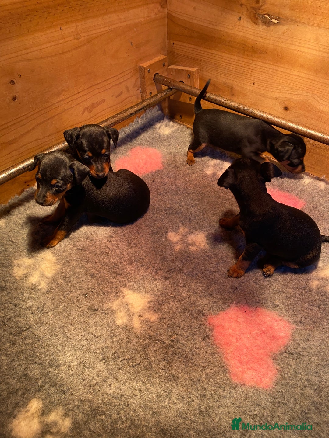 Pinscher Miniatura perros en venta: Pincher Miniatura - Anuncio 2