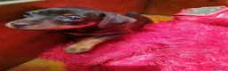 Pinscher Miniatura perros en venta: cachorros mini pisncher  - Anuncio 7