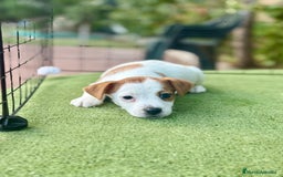 Jack Russell Terrier perros en venta: Jack Russell juguetones guapos  - Imagen 4