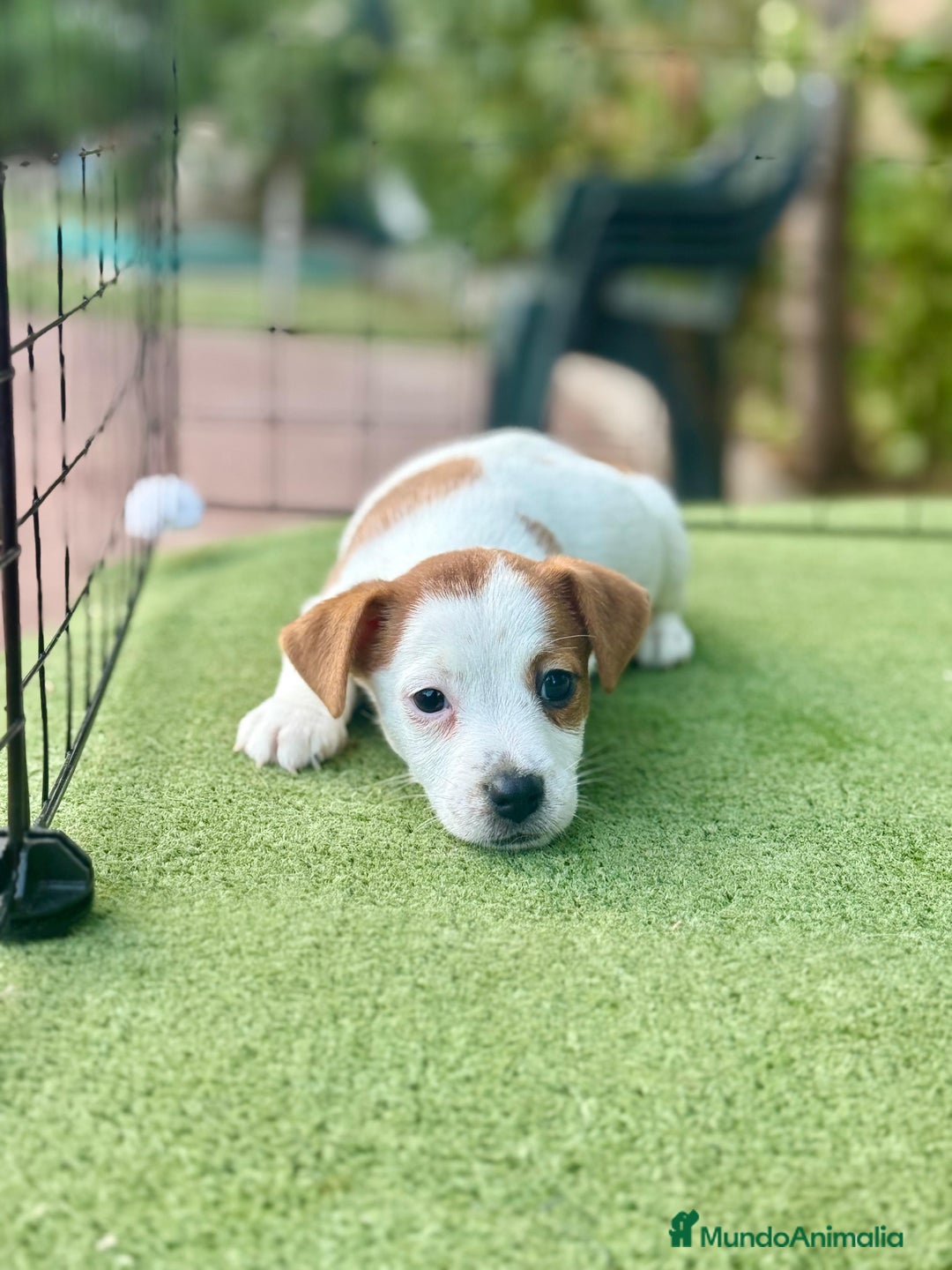 Jack Russell Terrier perros en venta: Jack Russell juguetones guapos  - Imagen 4