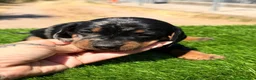 Teckel Miniatura perros en venta: Teckel mini  - Anuncio 4