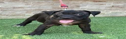 American Pit Bull Terrier perros en venta: Cachorra auténtica APBT - Anuncio 5