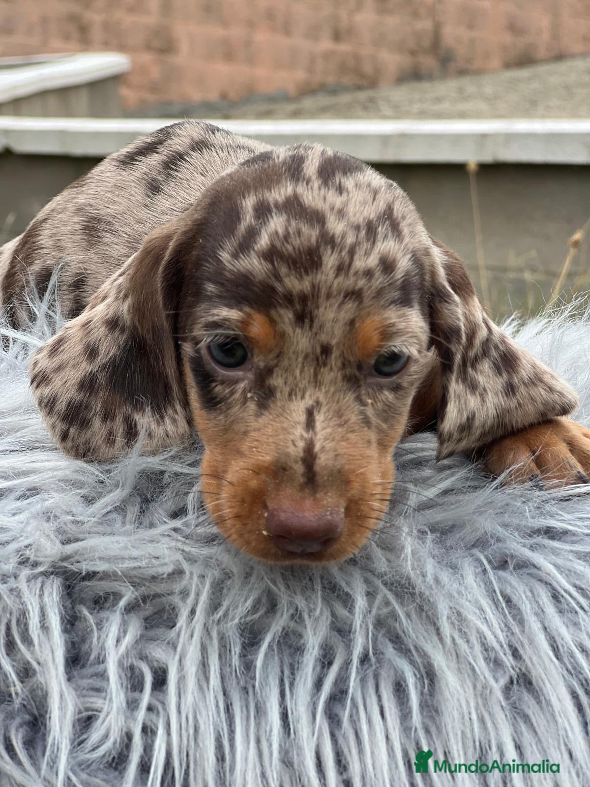 Teckel Miniatura perros TECKEL MINIATURA EXÓTICOS  - Anuncio 2