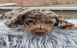 Teckel Miniatura perros en venta: TECKEL MINIATURA EXÓTICOS  - Imagen 2