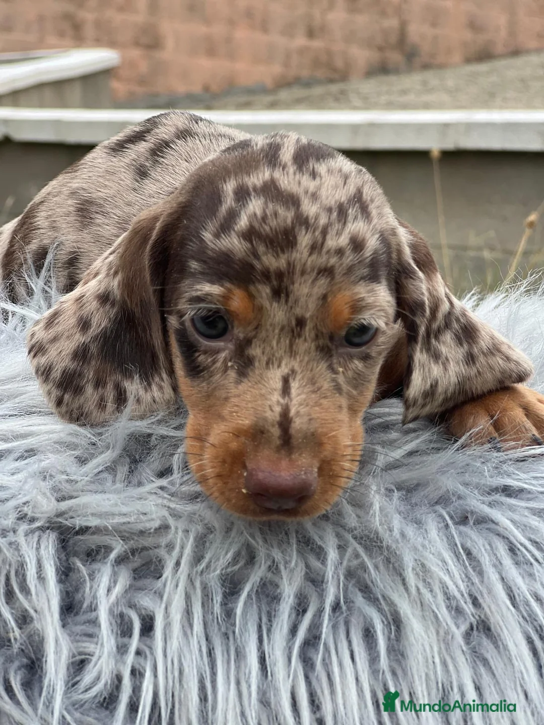 Teckel Miniatura perros en venta: TECKEL MINIATURA EXÓTICOS  - Anuncio 2