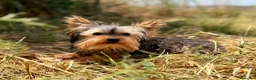 Yorkshire Terrier perros en venta: Yorkshire mini Toy  - Anuncio 3
