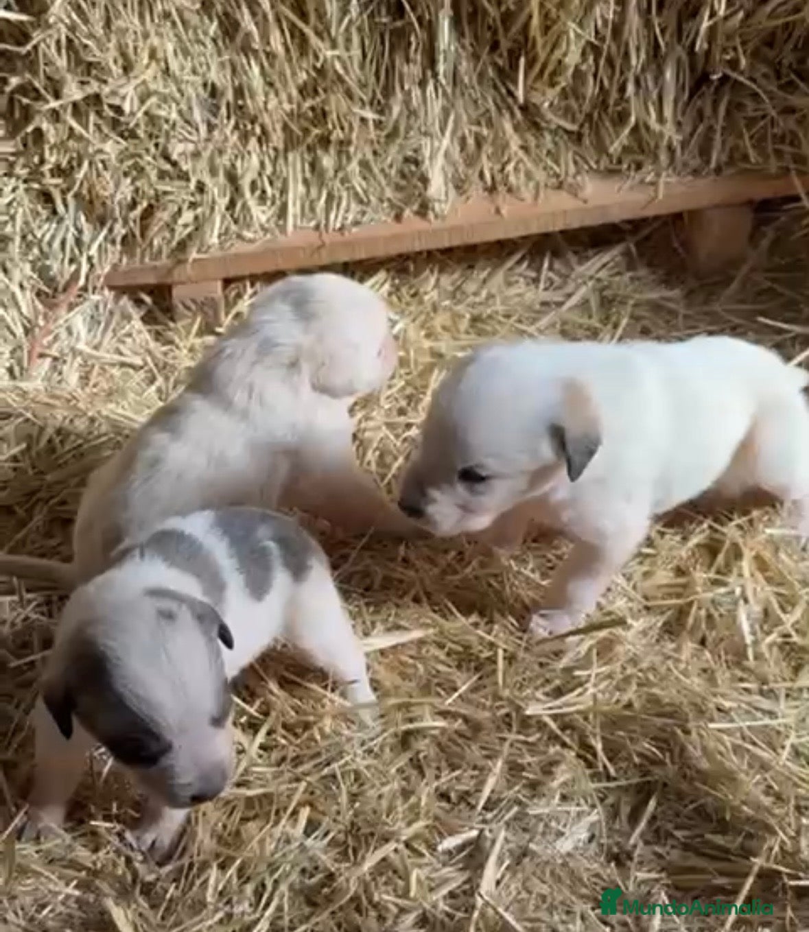 Mastín Español perros Mastín disponible para entregar - Anuncio 1