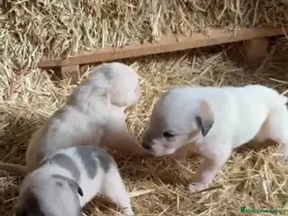 Mastín Español perros Mastín disponible para entregar - Anuncio 1