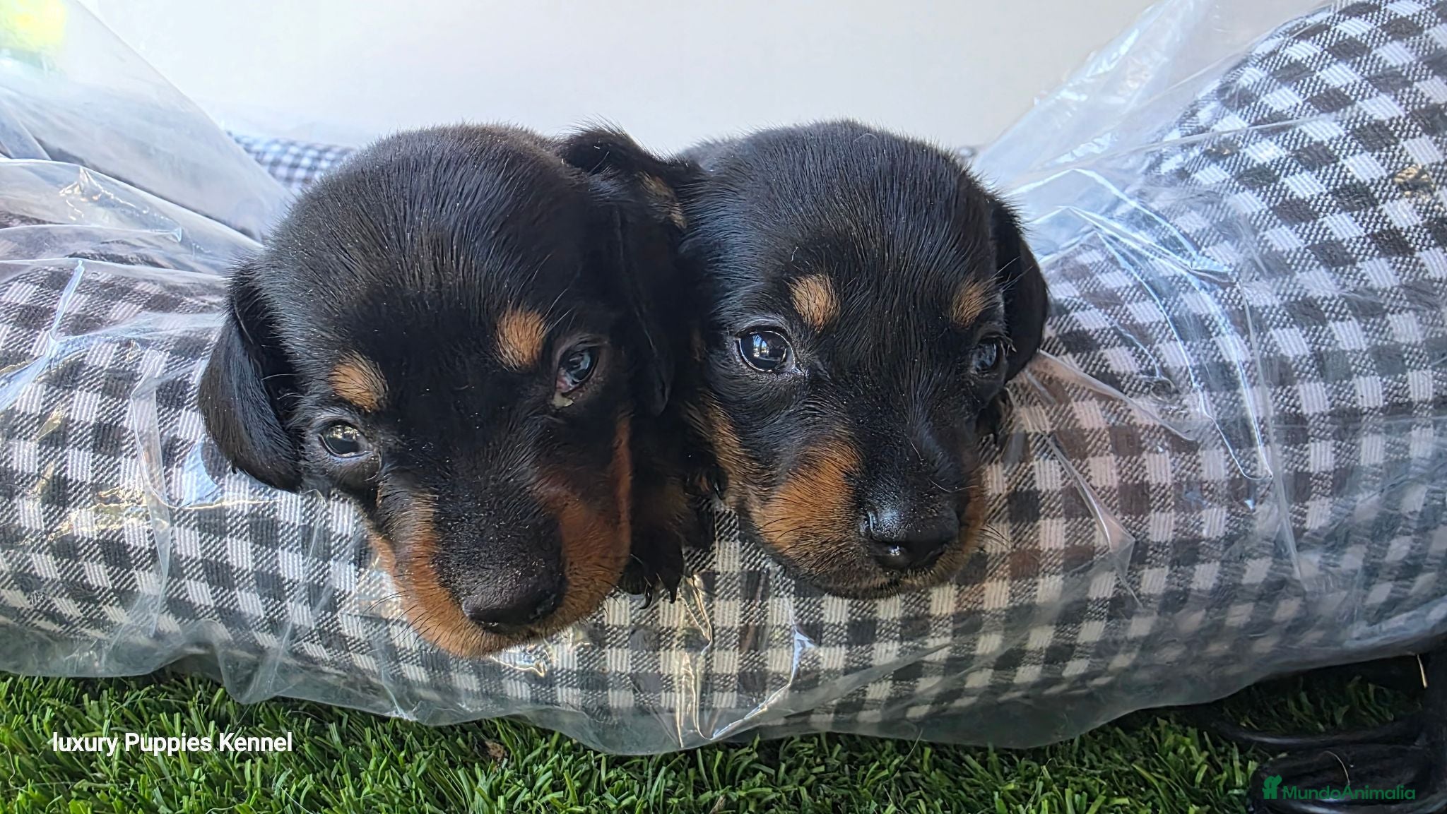 Teckel Miniatura perros Teckel  kaninchen 604370339 Benidorm  - Anuncio 1