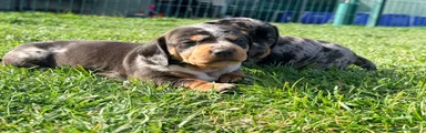 Teckel Miniatura Cachorro 3
