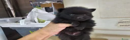 Pomerania perros en venta: Pomerania  - Anuncio 4