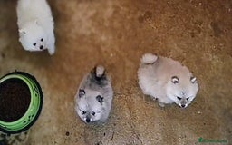 Pomerania perros en venta: PRECIOSOS POMERANIAS DESDE 800 € - Imagen 2