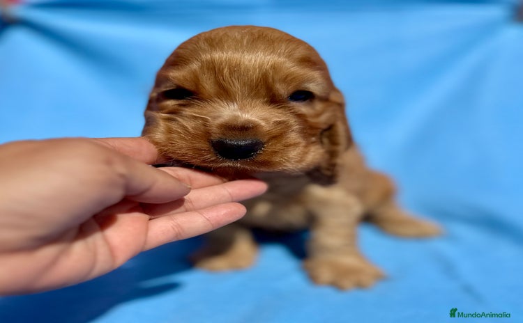 Cocker Spaniel Inglés perros - Anuncio 6