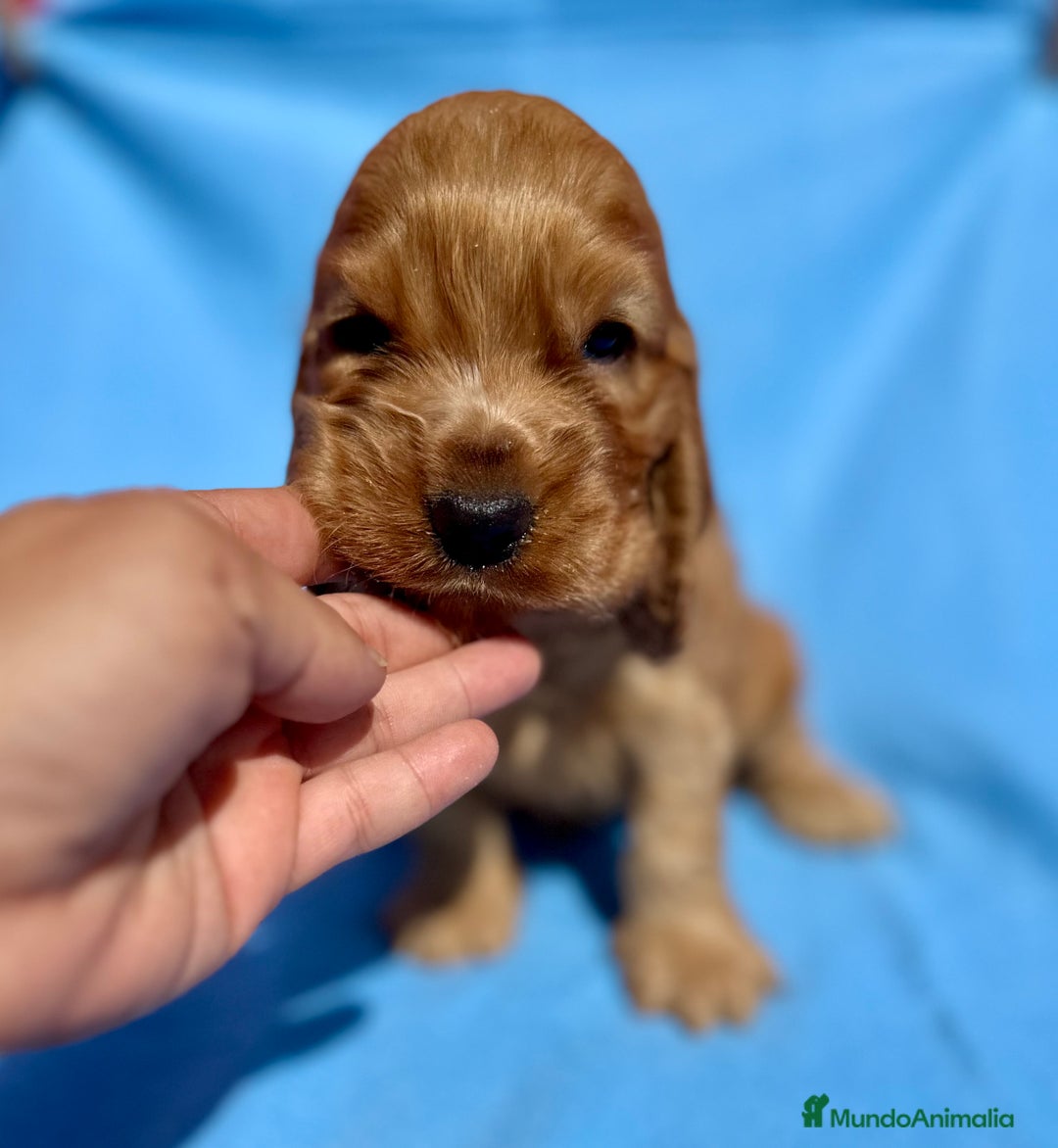 Cocker Spaniel Inglés perros en venta: COCKER SPANIEL DISPONIBLES - Imagen 1