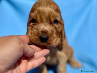 Cocker Spaniel Inglés perros - Anuncio 22
