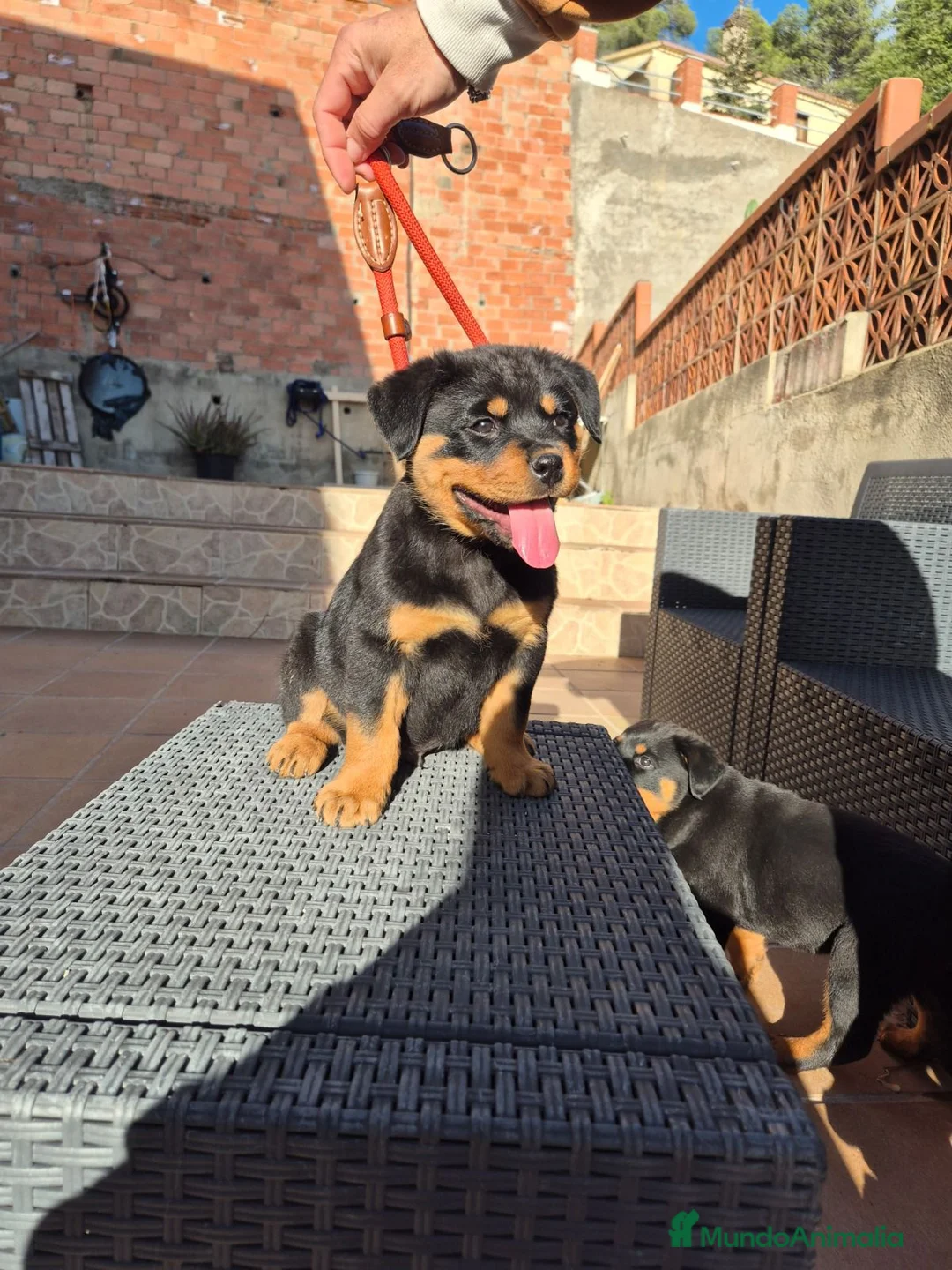 Rottweiler perros en venta: Rottweiler  - Anuncio 6