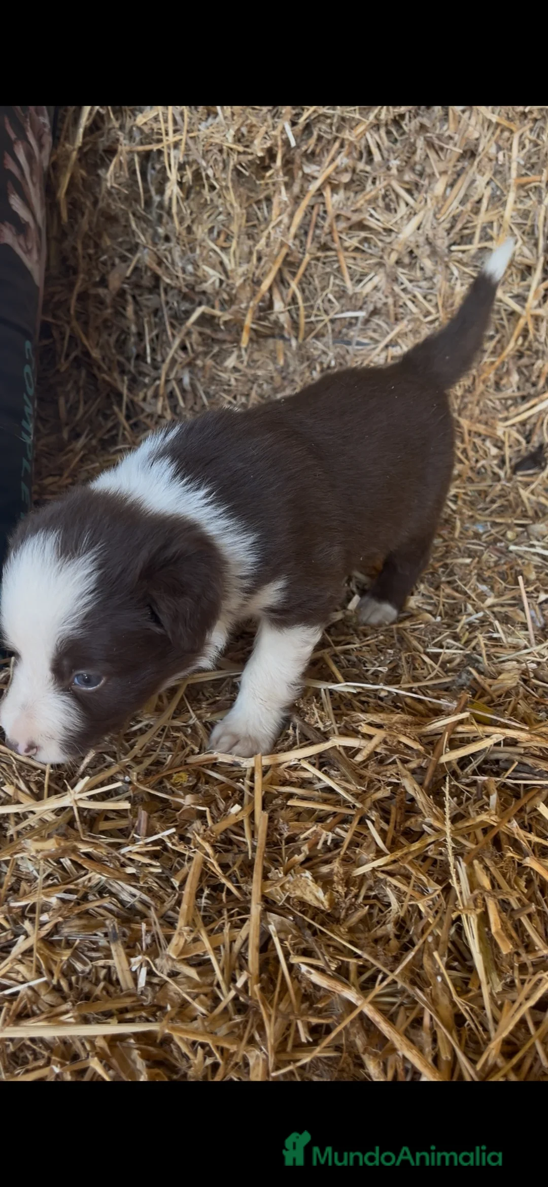 Border Collie perros en venta: Cachorros de Border collie  - Anuncio 5