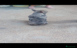 Bulldog Francés perros para monta: Bulldog frances - Imagen 3