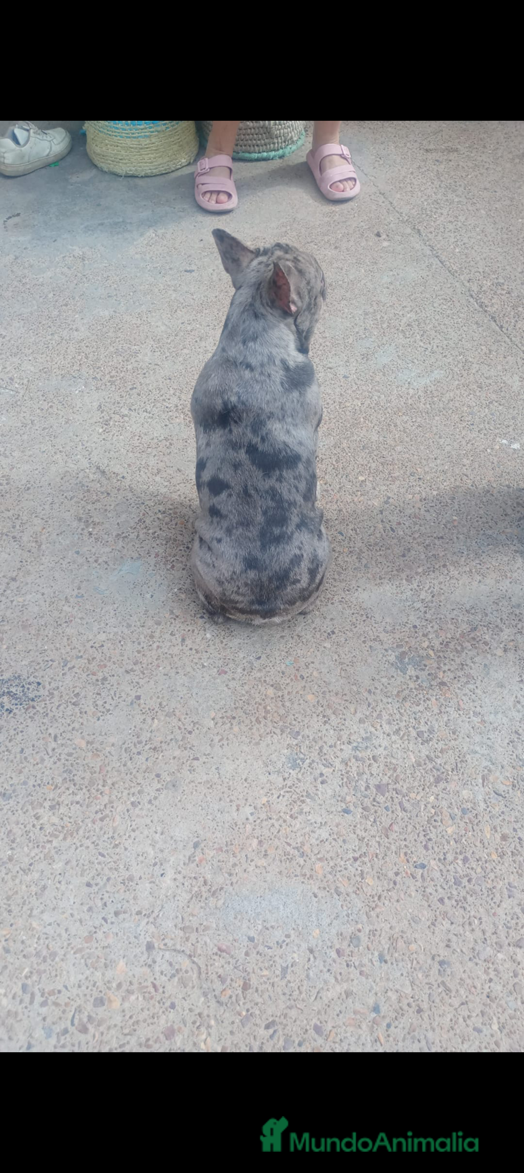 Bulldog Francés perros para monta: Bulldog frances - Imagen 3