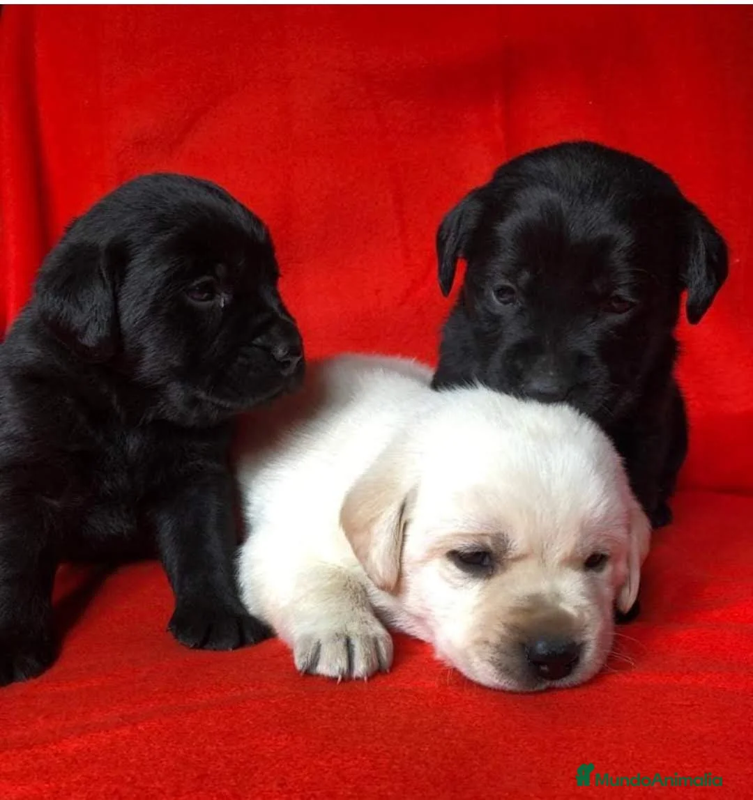 Labrador Retriever perros en venta: Labradores de Quercuscan  - Anuncio 1