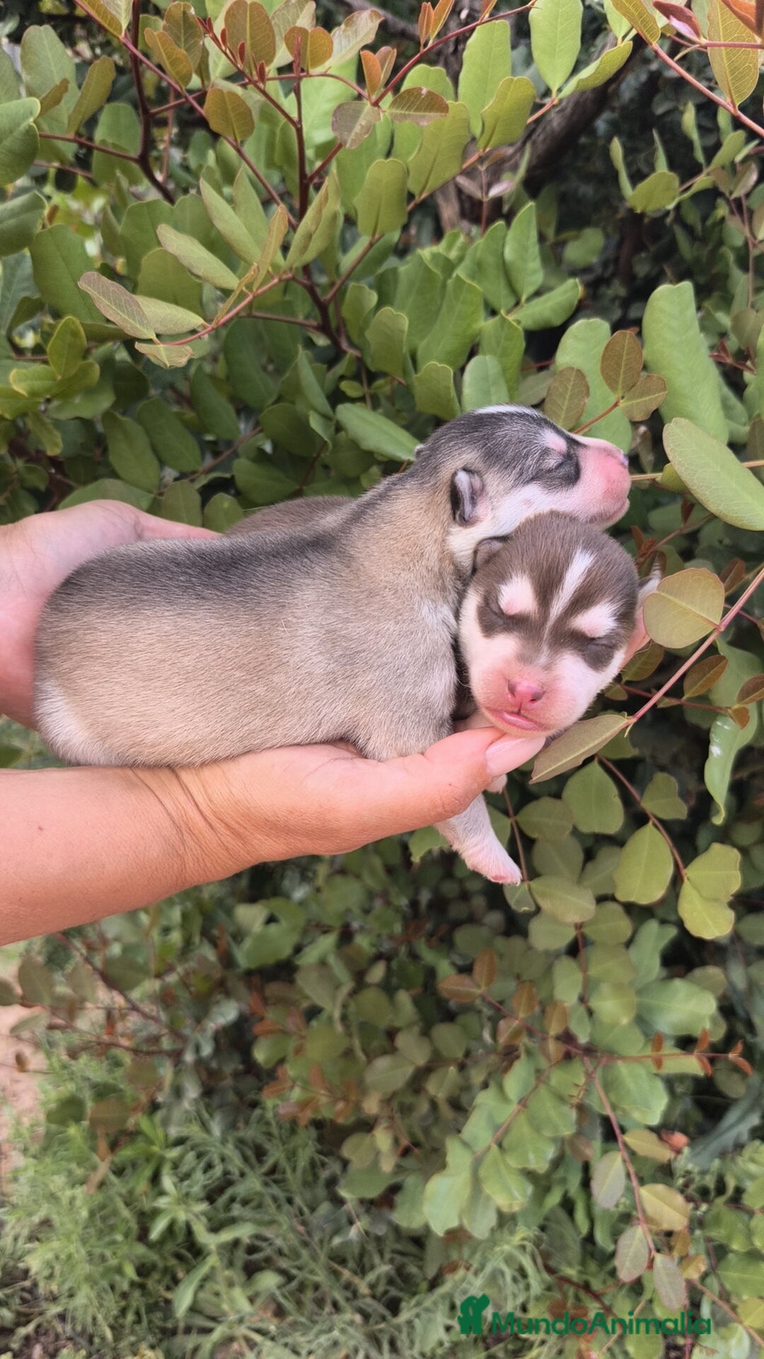 Husky Siberiano perros Husky SIBERIANO Macho y Hembra para reservar  - Anuncio 1