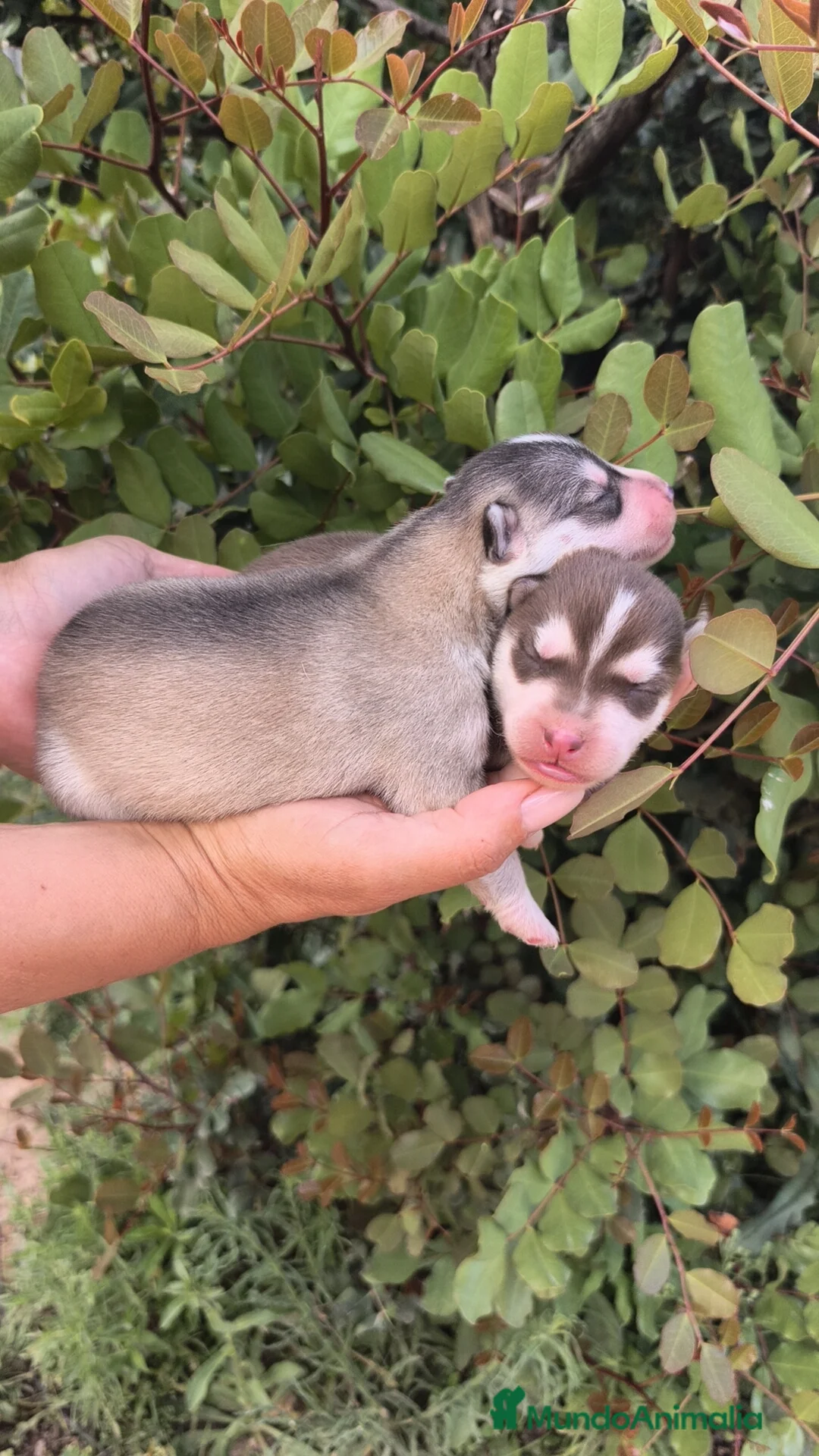 Husky Siberiano perros en venta: Husky SIBERIANO Macho y Hembra para reservar  - Anuncio 1