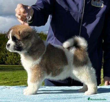 Akita Americano perros Akita americano en Pontevedra - Anuncio 2