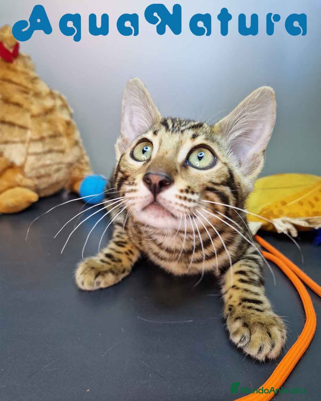 Bengalí gatos en venta: Bengali Hembra 4604 AQUANATURA - Imagen 3