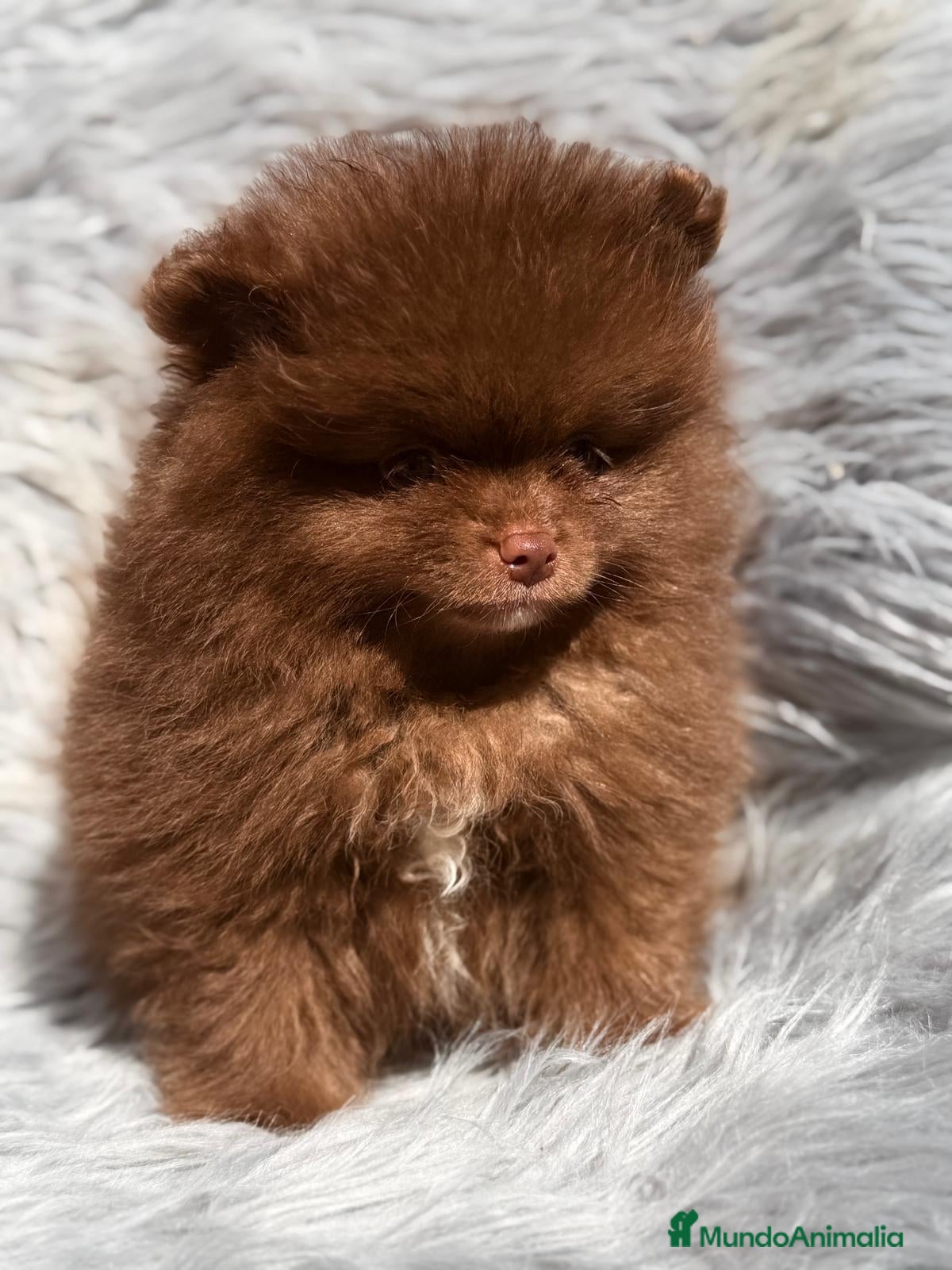 Pomerania perros POMERANIA CHOCOLATE MACHO - Anuncio 2