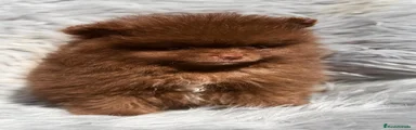 Pomerania 1