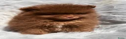 Pomerania perros en venta: POMERANIA CHOCOLATE MACHO - Anuncio 1