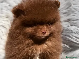 Pomerania perros POMERANIA CHOCOLATE MACHO - Anuncio 18