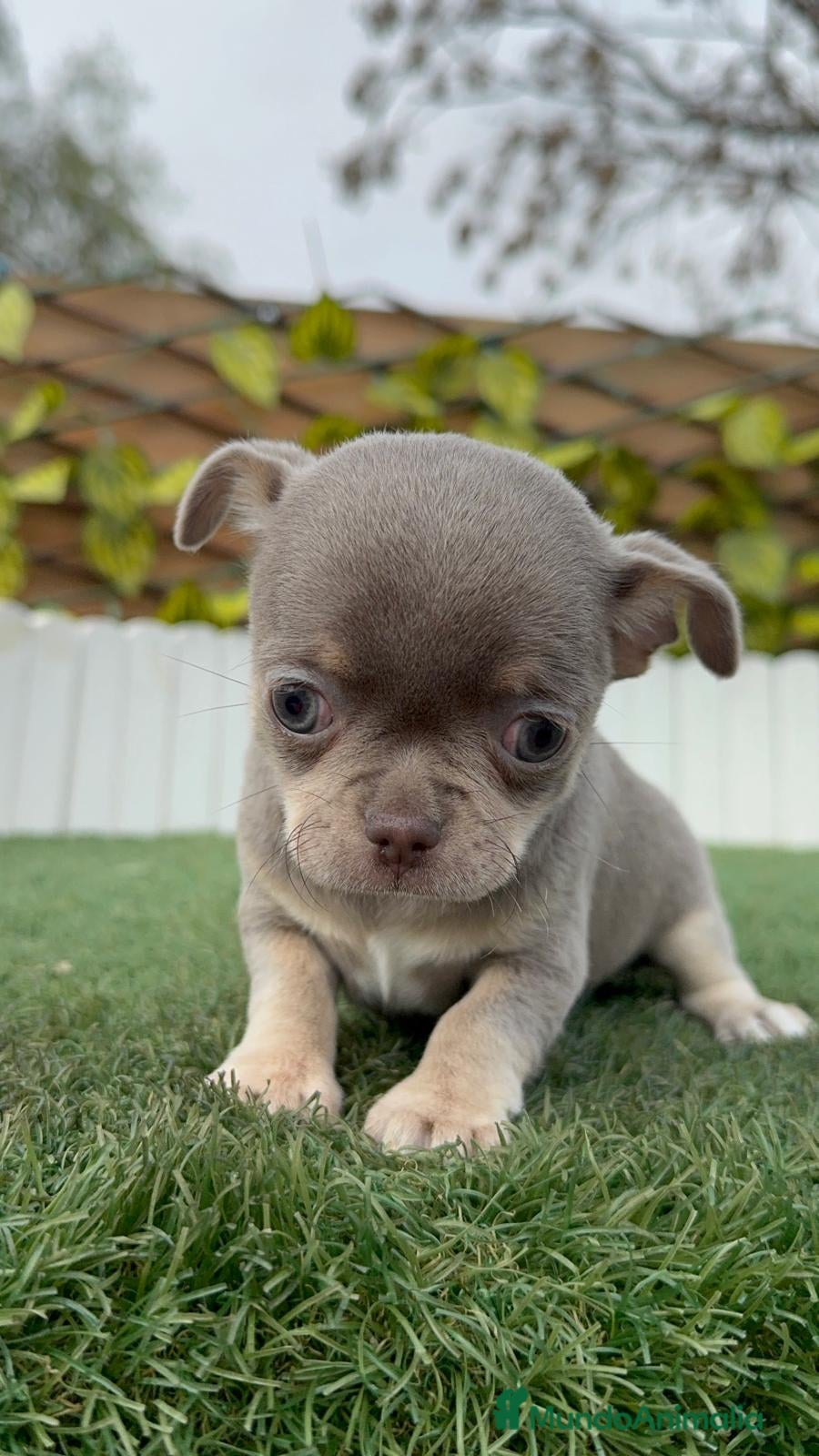 Chihuahua perros CHIHUAHUA LILAC AND TAN - Anuncio 1