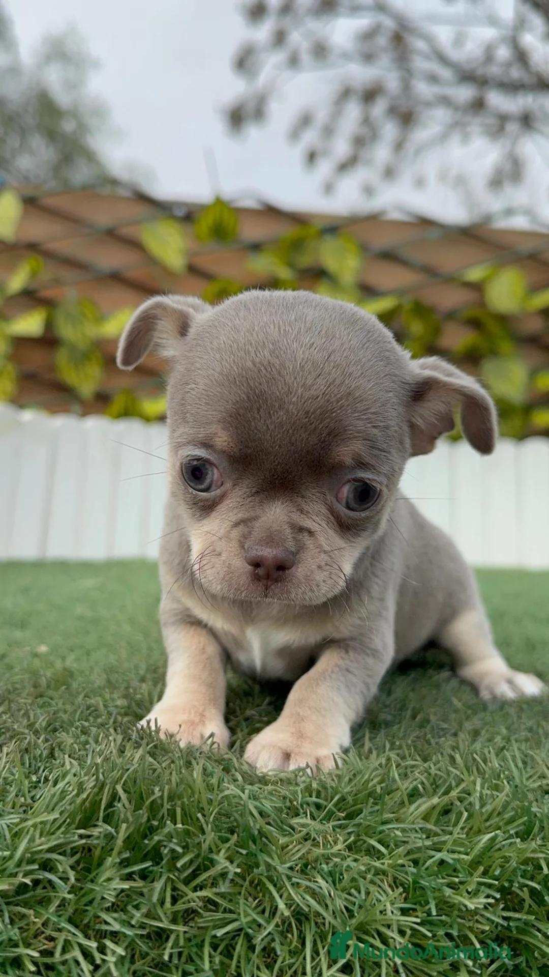 Chihuahua perros en venta: CHIHUAHUA LILAC AND TAN - Anuncio 1