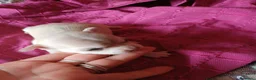 Chihuahua perros en venta: Chihuahua hembra canela 🩷🐾 - Anuncio 2