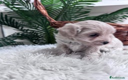 Maltipoo perros en venta: MALTIPOO MACHO - Anuncio 14