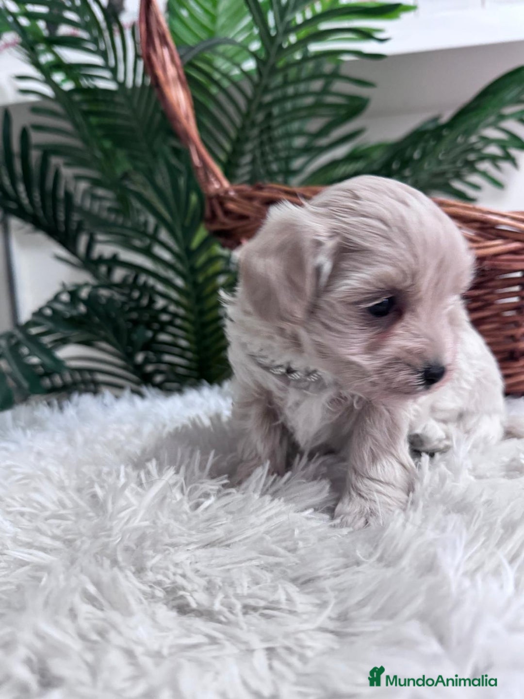 Maltipoo perros en venta: MALTIPOO MACHO - Anuncio 14