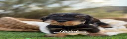 Teckel Miniatura perros en venta: TECKEL PELO DURO MINIATURA - Anuncio 1