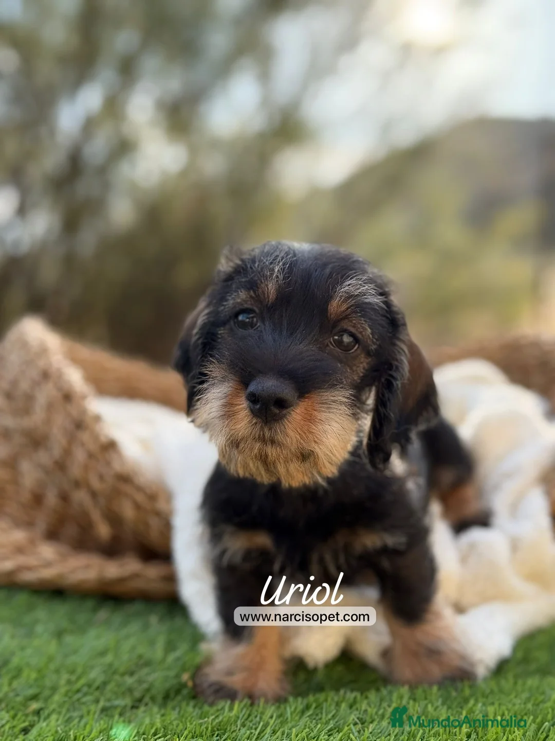 Teckel Miniatura perros en venta: TECKEL PELO DURO MINIATURA - Anuncio 1