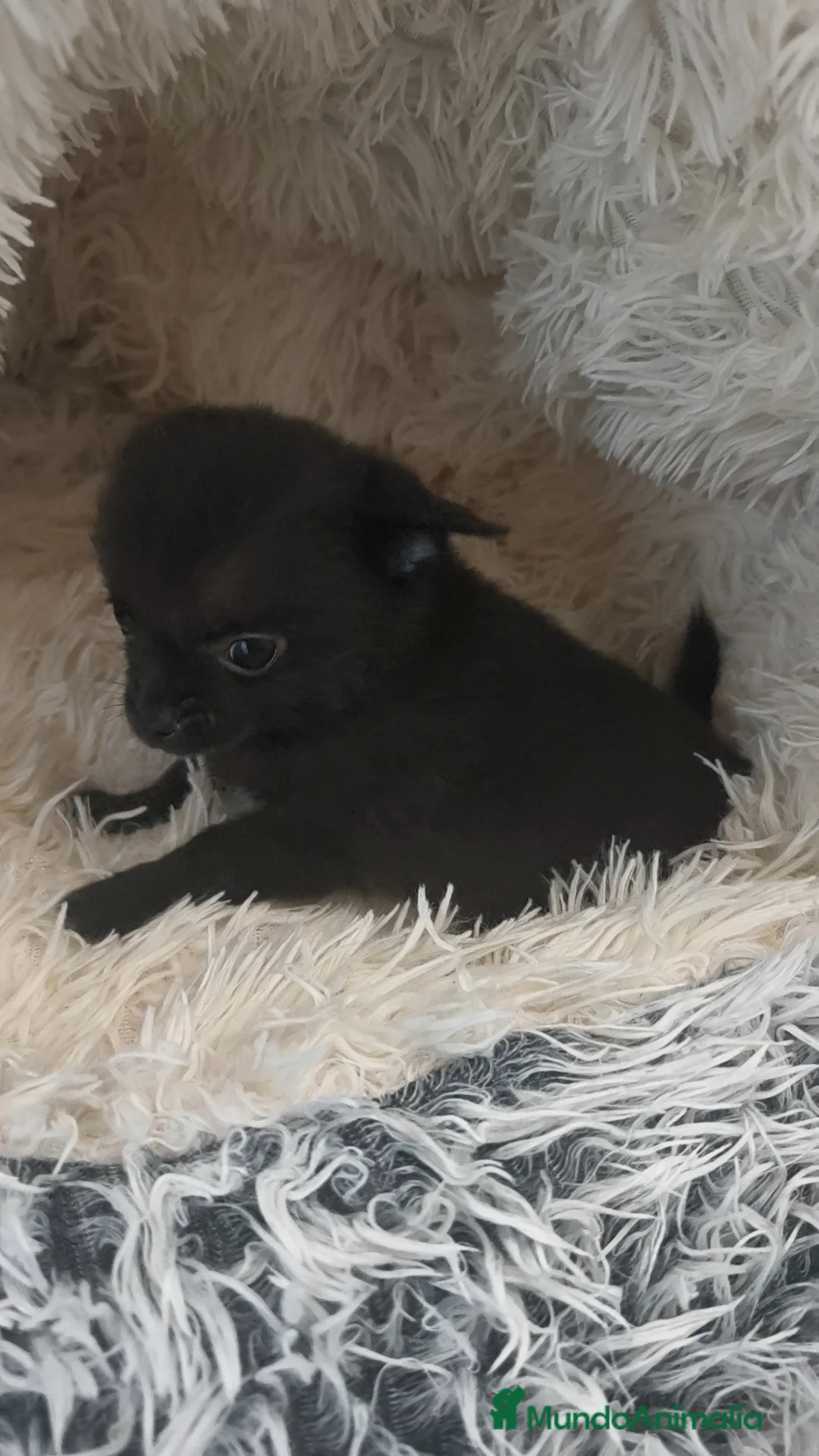 Chihuahua perros en venta: Chihuahua macho negro pelo semilargo  - Anuncio 11