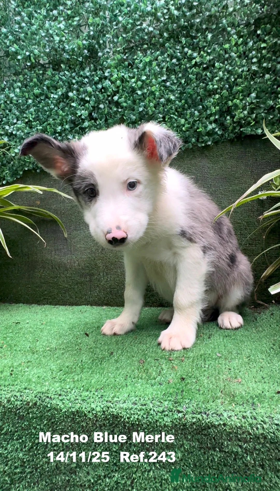 Border Collie perros en venta: Border Collie De Villa Biznaga - Anuncio 22