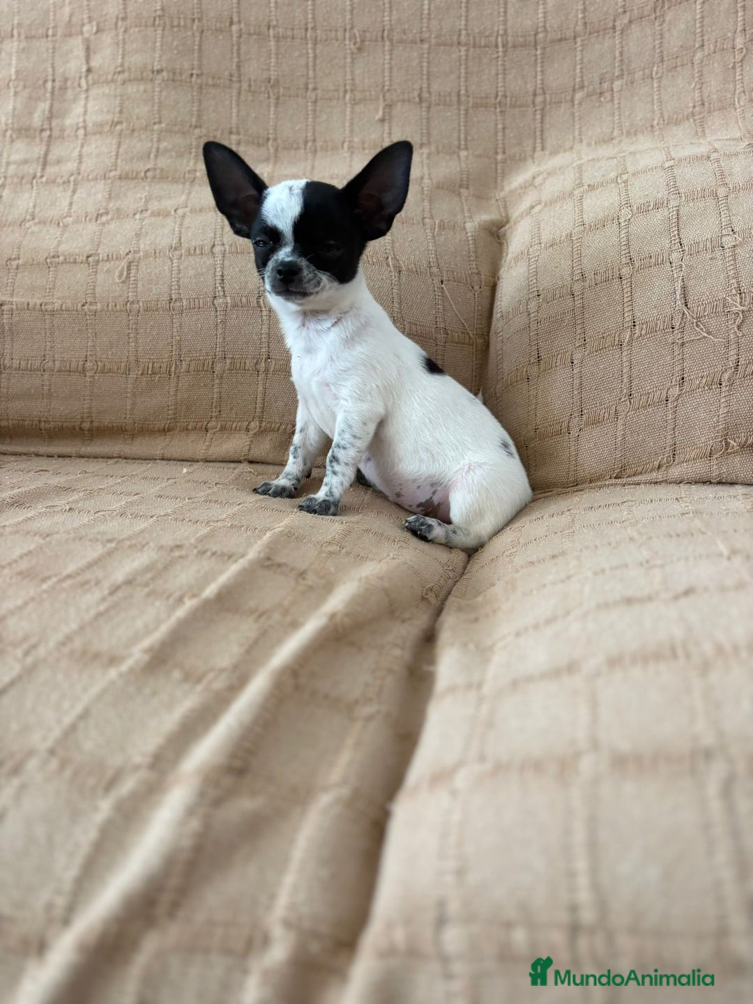 Chihuahua perros en venta: Chihuahua toy ruso - Imagen 1