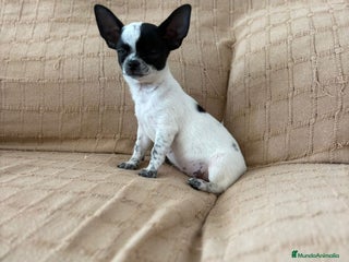 Chihuahua perros - Anuncio 10