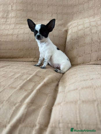 Chihuahua perros - Anuncio 1